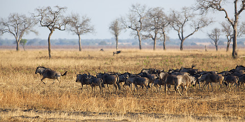 Image showing Wildebeest in Mikumi