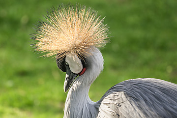 Image showing Black Crowned Crane