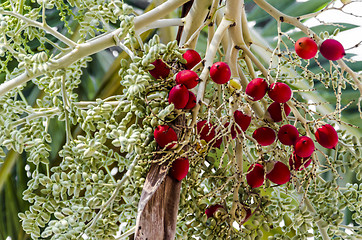 Image showing Betel Nut in a Nut Tree