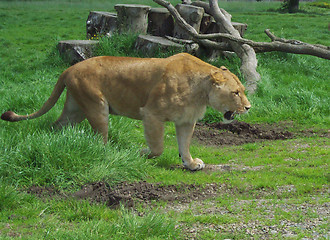 Image showing lion