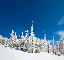 Image showing winter snowbound forest 
