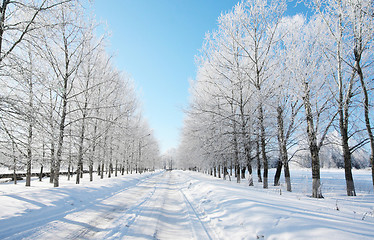 Image showing Winter tree alley 