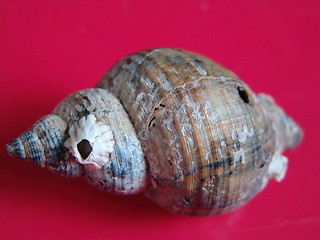 Image showing SHELL