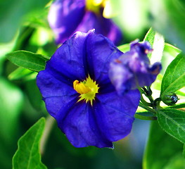 Image showing Yellow blue flower