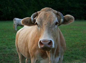 Image showing Cow head
