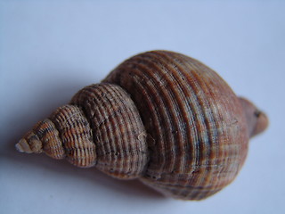 Image showing SHELL