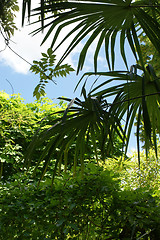 Image showing Palm in tropical jungle