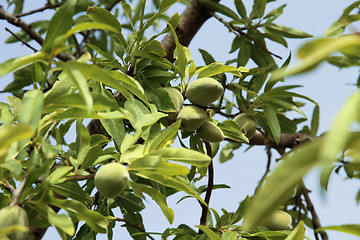 Image showing Almond tree detail