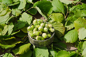 Image showing Hazelnut in wicker steel dish on leaves background 