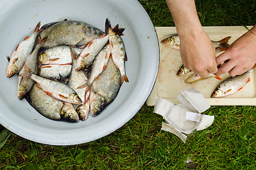 Image showing Human hands salt fish for food. Bream roach 