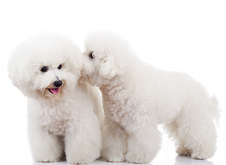 Image showing bichon frise puppy dogs playing