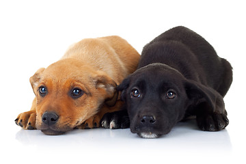 Image showing sad  faces of two stray puppy dogs