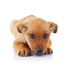 Image showing sad face of a brown stray puppy dog