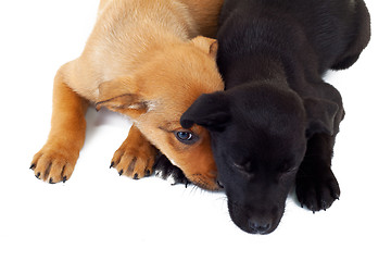 Image showing picture from above of two stray puppy dogs