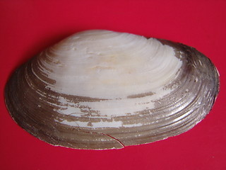 Image showing SHELL