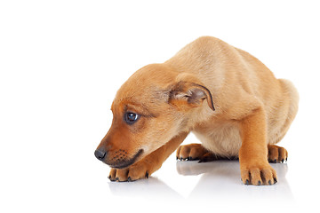 Image showing side view of a brown stray puppy dog