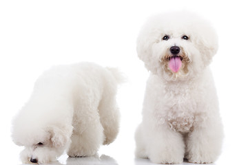 Image showing two curious bichon frise puppy dogs,