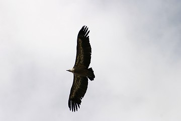 Image showing Eagle