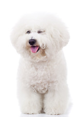 Image showing  bichon frise puppy dog winking at the camera