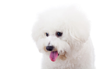 Image showing bichon frise puppy dog looking at something 