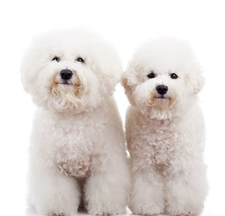 Image showing two bichon frise puppy dogs standing 