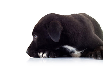 Image showing side view of a lonely little black puppy dog