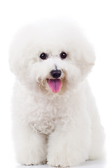 Image showing seated bichon frise puppy dog 