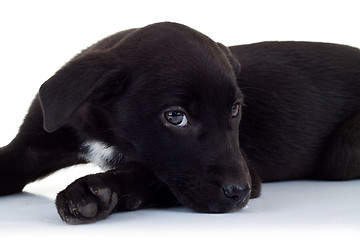 Image showing side view of a stray black puppy dog