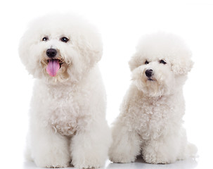 Image showing two curious bichon frise puppy dogs