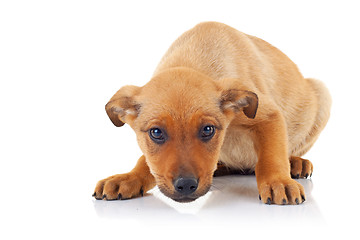 Image showing cute brown stray puppy dog 