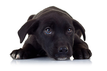 Image showing sad eyes of a black little stray puppy dog
