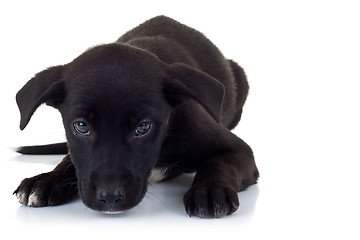 Image showing lonely stray puppy dog lying down