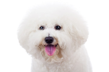 Image showing bichon frise puppy dog 