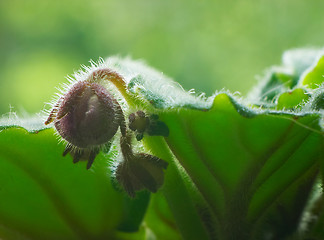 Image showing Bud of violet