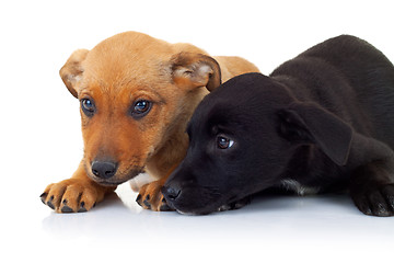 Image showing side view of two stray puppy dogs lying down