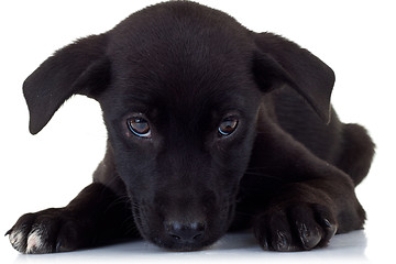 Image showing sad little puppy dog