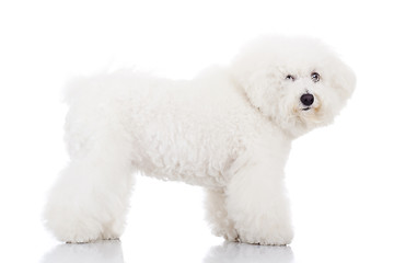 Image showing beautiful bichon frise puppy dog standing 