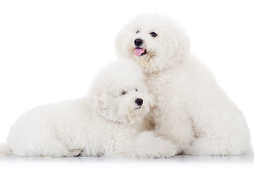 Image showing pair of adorable bichon frise puppy dogs