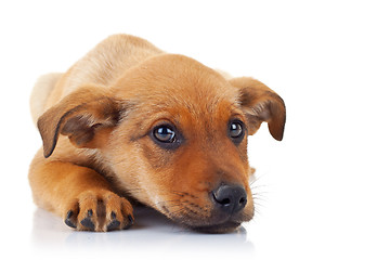 Image showing cute stray puppy dog 