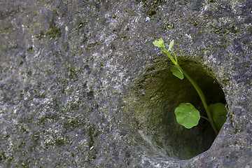 Image showing small green plant growing through stone