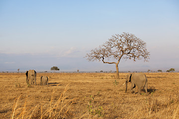 Image showing Wild Elephant