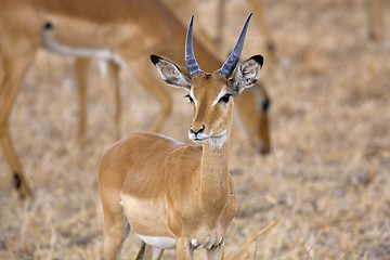 Image showing Wild Impala