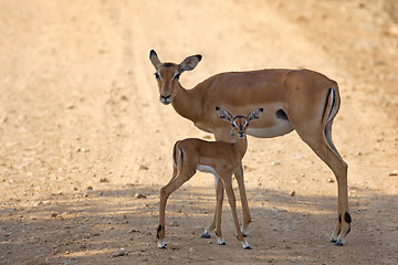 Image showing Wild Impala