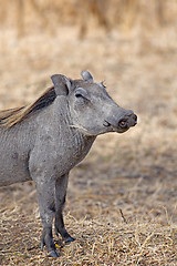 Image showing Wild warthog