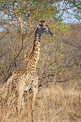 Image showing Wild Giraffe