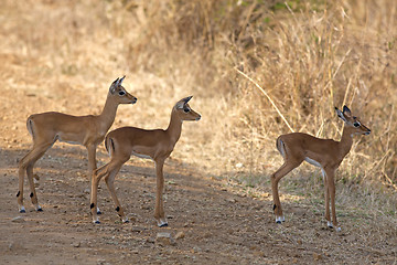 Image showing Wild Impala