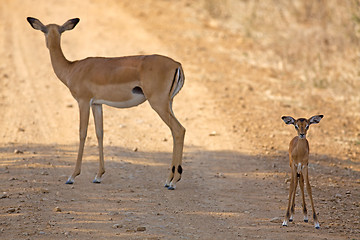 Image showing Wild Impala