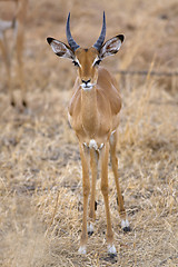 Image showing Wild Impala