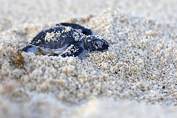 Image showing Green Sea Turtle Hatchling