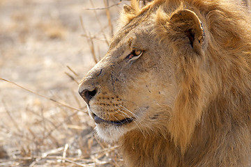 Image showing Wild lion